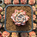 Echeveria 'Caroline' 1"-2" Succulent Plant Cutting