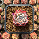 Echeveria 'Caroline' 1"-2" Succulent Plant Cutting
