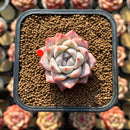 Echeveria 'Caroline' 1"-2" Succulent Plant Cutting