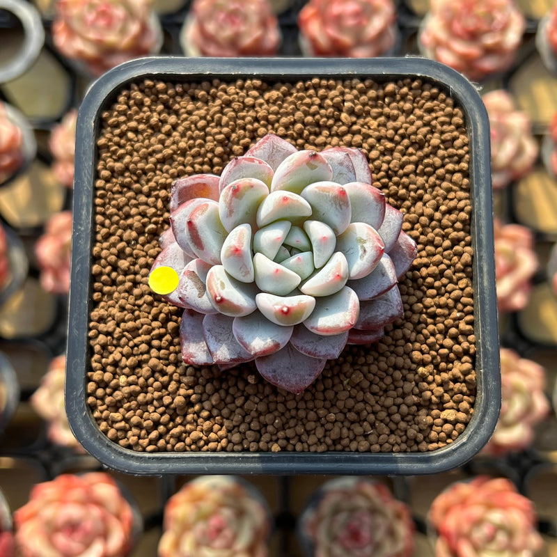 Echeveria 'Werther' 2