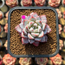 Echeveria 'Werther' 2" Succulent Plant Cutting