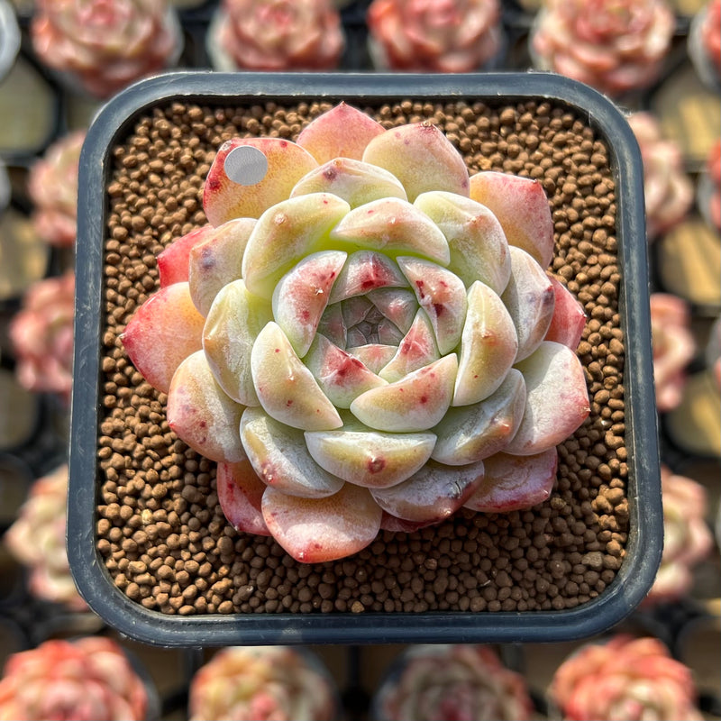 green ice succulent Echeveria 'Ice Soul' 2" Succulent Plant Cutting