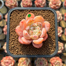 Echeveria 'Dream Cream' 2" Succulent Plant Cutting