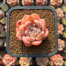 Echeveria 'Dream Cream' 2" Succulent Plant Cutting