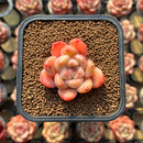 Echeveria 'Dream Cream' 2" Succulent Plant Cutting