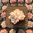 Echeveria 'Innocent Love' 1"-2" Succulent Plant Cutting