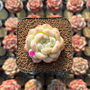 Echeveria sp. 1"-2" Succulent Plant Cutting