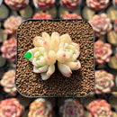 Echeveria 'Innocent Love' 1"-2" Succulent Plant Cutting