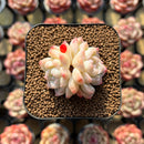 Echeveria 'Innocent Love' 1"-2" Succulent Plant Cutting