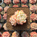 Echeveria 'Innocent Love' 1"-2" Succulent Plant Cutting