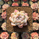 Echeveria sp. 1"-2" Succulent Plant Cutting
