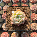 Echeveria sp. 1"-2" Succulent Plant Cutting