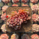 Echeveria 'Goldfinch' 2"-3" Succulent Plant Cutting