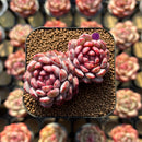 Echeveria 'Goldfinch' 2"-3" Succulent Plant Cutting