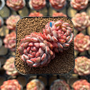 Echeveria 'Goldfinch' 2"-3" Succulent Plant Cutting