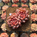 Echeveria 'Goldfinch' 2"-3" Succulent Plant Cutting