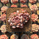 Echeveria 'Goldfinch' 2"-3" Succulent Plant Cutting