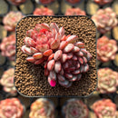 Echeveria 'Goldfinch' 2"-3" Succulent Plant Cutting