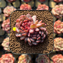 Echeveria 'Goldfinch' 2"-3" Succulent Plant Cutting