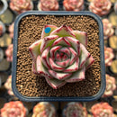 Echeveria Agavoides 'Haiku' 1"-2" Succulent Plant