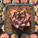 Echeveria Agavoides 'Haiku' 1"-2" Succulent Plant