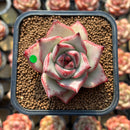 Echeveria Agavoides 'Haiku' 1"-2" Succulent Plant