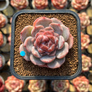 Echeveria 'Strawberry Bobo' 2" Succulent Plant Cutting