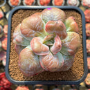 Echeveria 'Garden Bungalow' 4" Succulent Plant Cutting