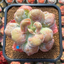 Echeveria 'Garden Bungalow' 4" Succulent Plant Cutting