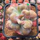 Echeveria 'Garden Bungalow' 4" Succulent Plant Cutting