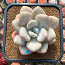 Graptoveria 'Opalina' x Laui Hybrid 4" Succulent Plant Cutting
