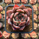 Echeveria 'Pink Champaign' 2" Succulent Plant Cutting