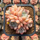 Echeveria 'Birch' 2"-3" Cluster Succulent Plant Cutting