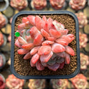 Echeveria 'Birch' 2"-3" Cluster Succulent Plant Cutting