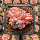 Echeveria 'Birch' 2"-3" Cluster Succulent Plant Cutting