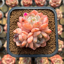 Echeveria 'Birch' 2"-3" Cluster Succulent Plant Cutting