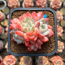 Echeveria 'Birch' 2"-3" Cluster Succulent Plant Cutting