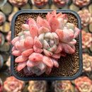 Echeveria 'Birch' 2"-3" Cluster Succulent Plant Cutting
