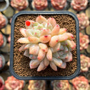 Echeveria 'Birch' 2"-3" Cluster Succulent Plant Cutting
