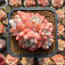 Echeveria 'Birch' 2"-3" Cluster Succulent Plant Cutting