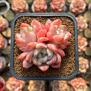 Echeveria 'Birch' 2"-3" Cluster Succulent Plant Cutting