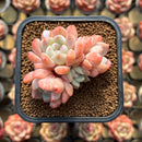 Echeveria 'Birch' 2"-3" Cluster Succulent Plant Cutting