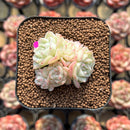 Echeveria 'White Swan' 2" Cluster Succulent Plant Cutting