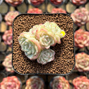 Echeveria 'White Swan' 2" Cluster Succulent Plant Cutting