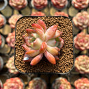 Echeveria 'Star Mark' 1" Succulent Plant Cutting