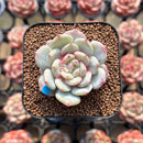 Echeveria sp. 2" Succulent Plant Cutting