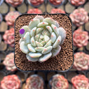 Echeveria 'Sea Salt Candy' 2" Succulent Plant Cutting