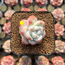 Echeveria 'Icy Green' 1" Succulent Plant Cutting