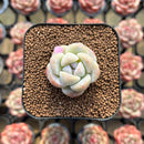 Echeveria 'Icy Green' 1" Succulent Plant Cutting
