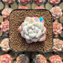 Echeveria 'Icy Green' 1" Succulent Plant Cutting